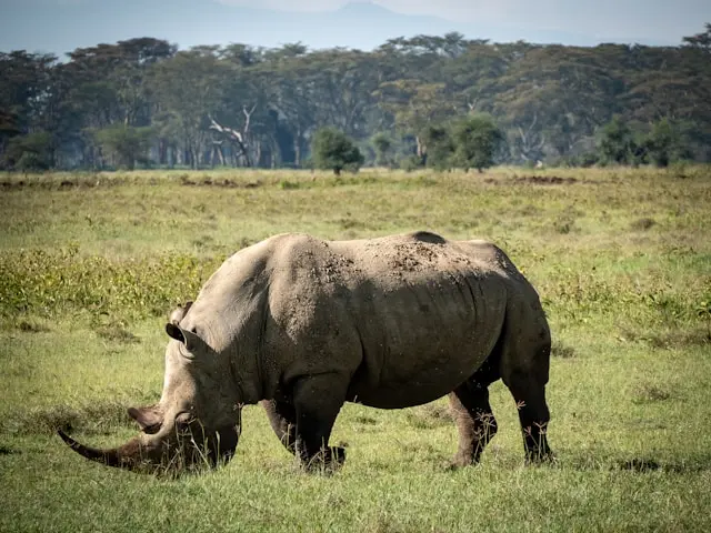 The Ultimate Kenya Safari Circuit 2
